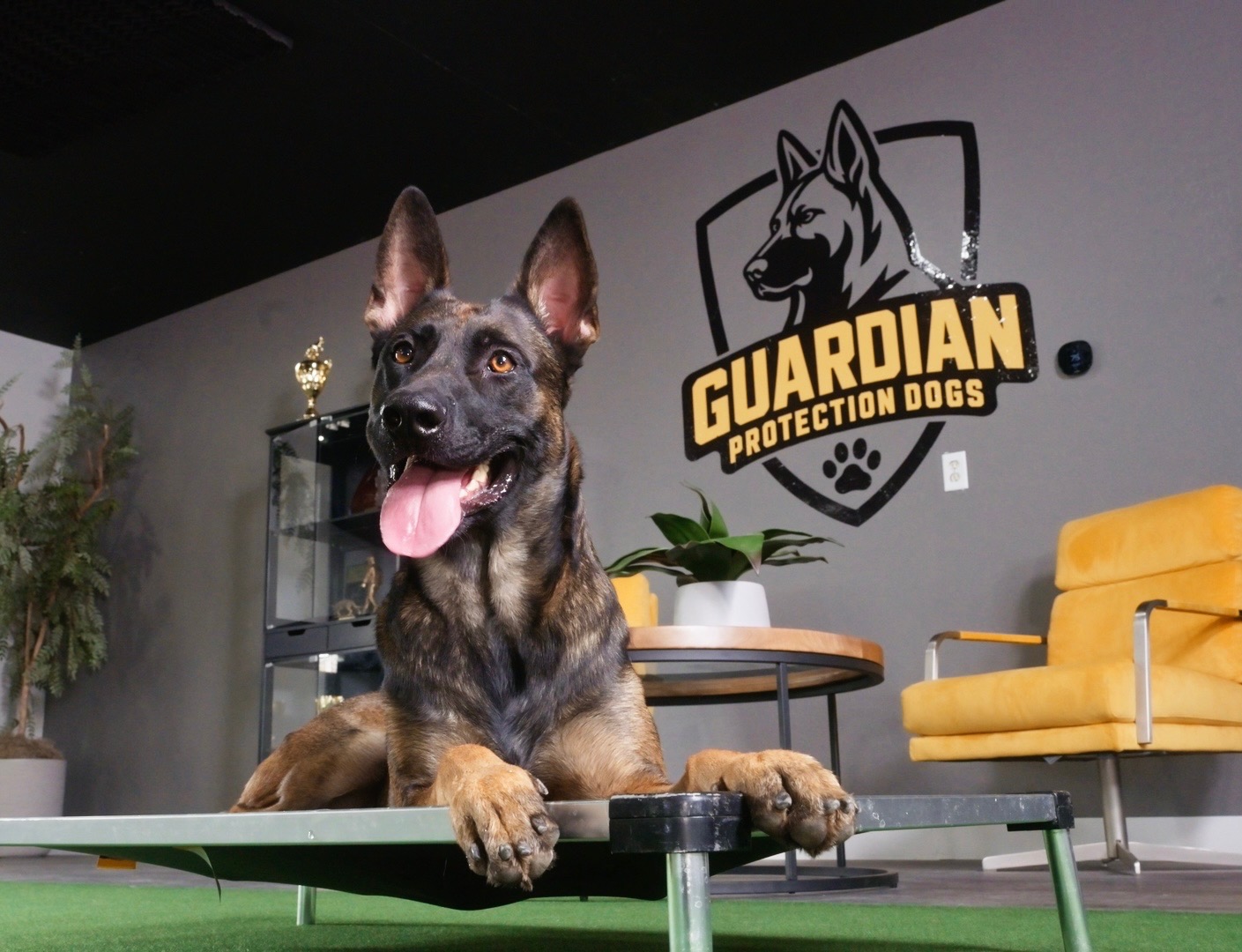 Family protection dog working through obedience with a trainer